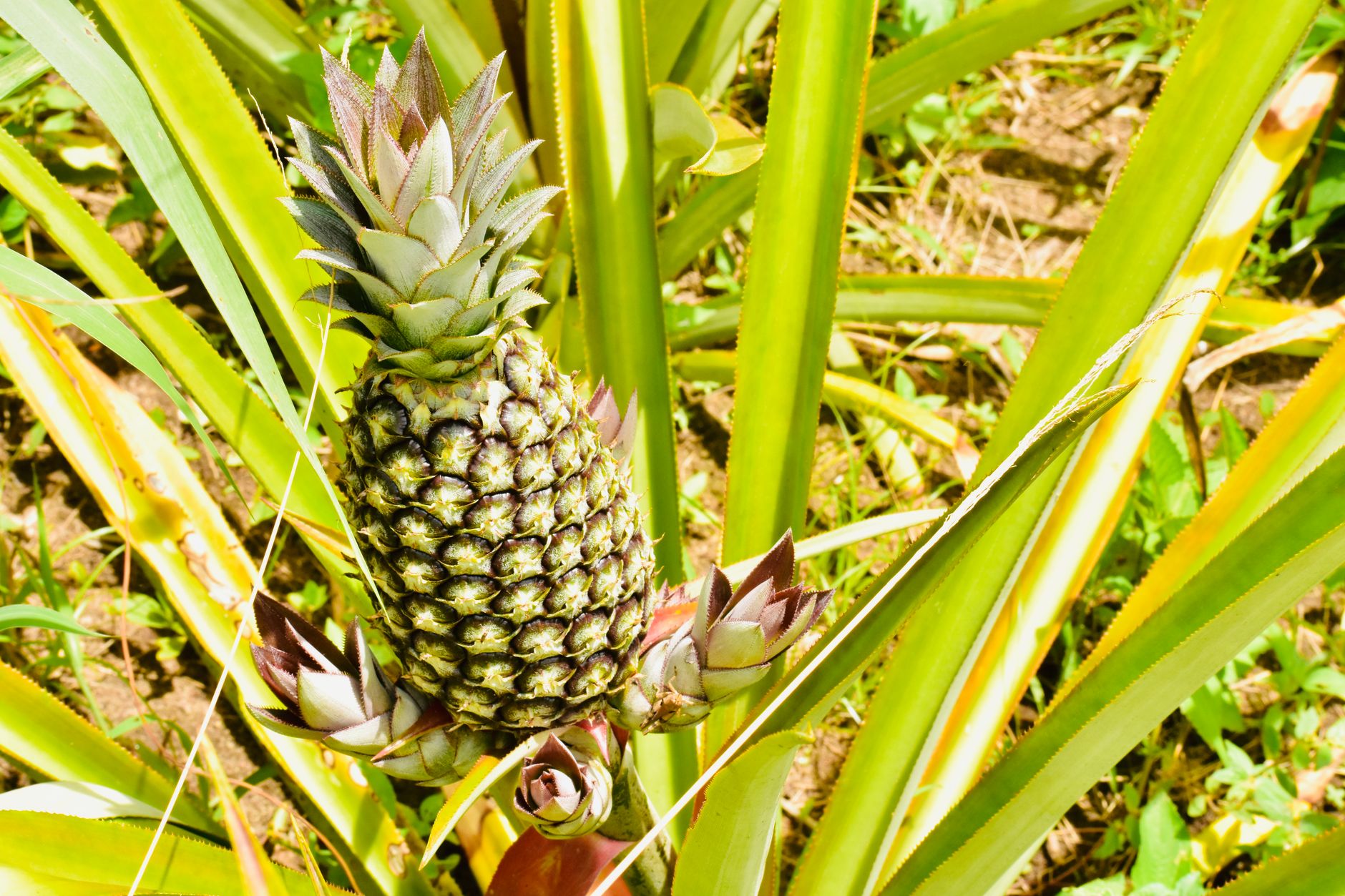 Delicate piña fabric woven from pineapple leaves